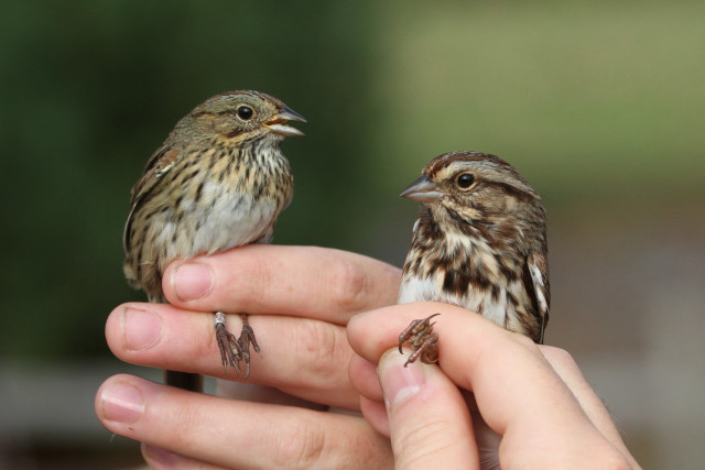 Person holding small bird another free wallpaper - medium preview image