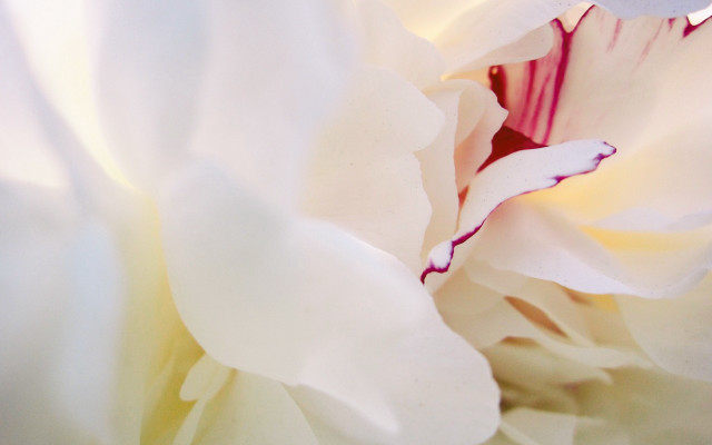 White flower red purple center free wallpaper - medium preview image
