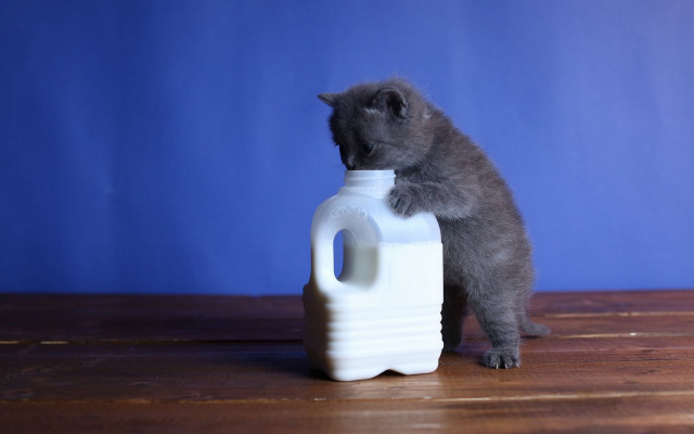 Kitten milk jug blue background free wallpaper - medium preview image