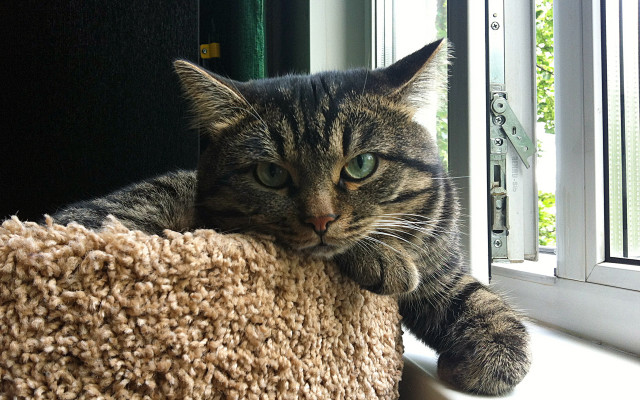 Cat tree window cat paw free wallpaper - medium preview image
