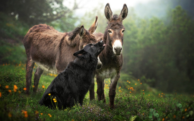 Dog donkey flower field misty free wallpaper - medium preview image