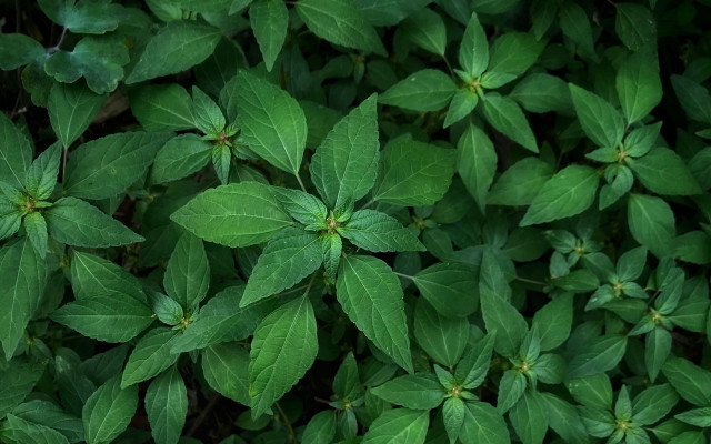 Green leaves closeup macro photorealism free wallpaper - medium preview image