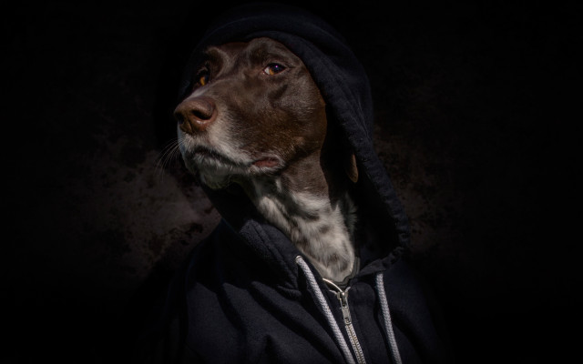 Dog hoodie dark portrait black free wallpaper - medium preview image