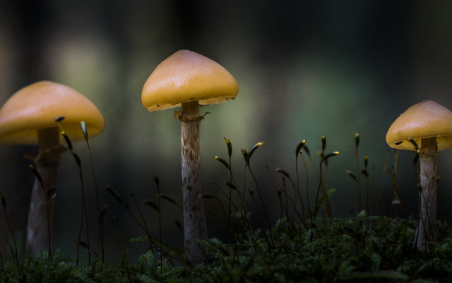 Three mushrooms moss forest macro free wallpaper - medium preview image