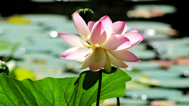 Pink lily bloom water lilies free wallpaper - medium preview image