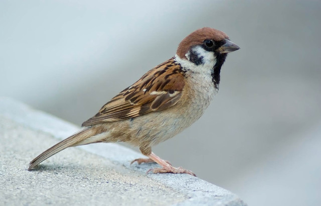 Bird standing on ledge outside free wallpaper - medium preview image
