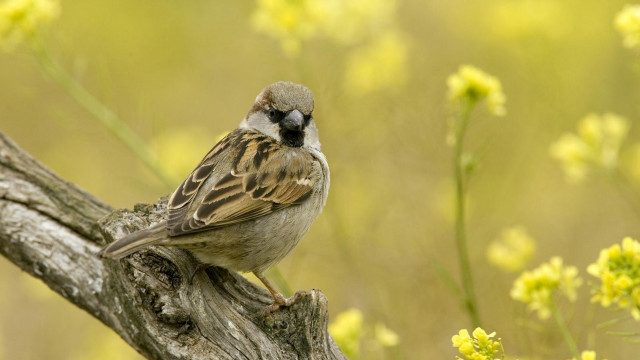 Bird branch field flowers grass #2 free wallpaper - medium preview image