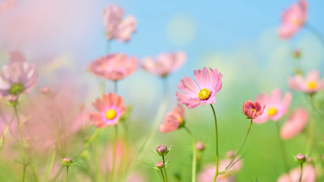 Pink flower field bokeh spring free wallpaper - medium preview image