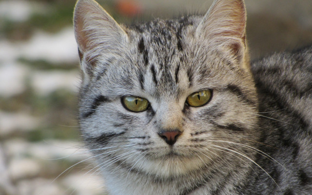 Cat closeup blurry background animal #3 free wallpaper - medium preview image
