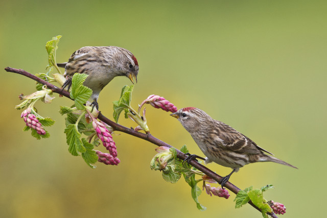 Birds branch flowers foreground blurry free wallpaper - medium preview image