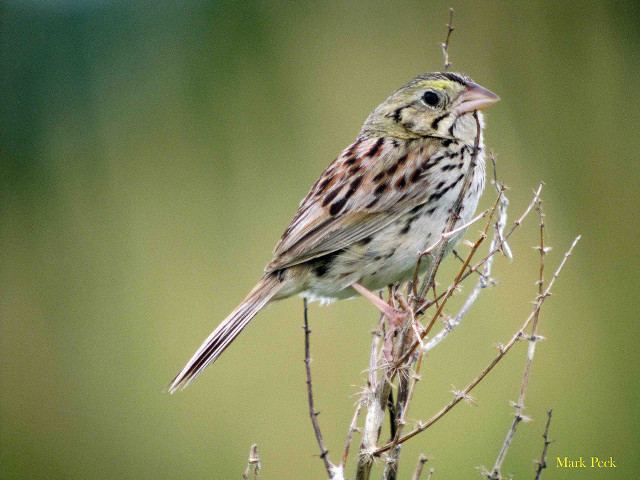 Small bird perched tree branch #7 free wallpaper - medium preview image