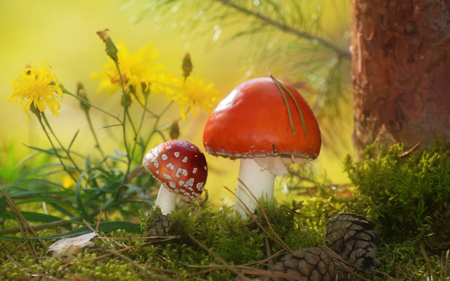 Mushrooms forest floor tree pinecone free wallpaper - medium preview image