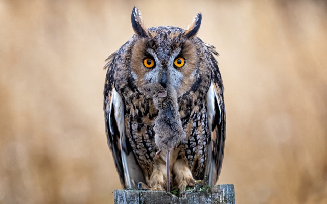 Owl bird post field grass free wallpaper - medium preview image