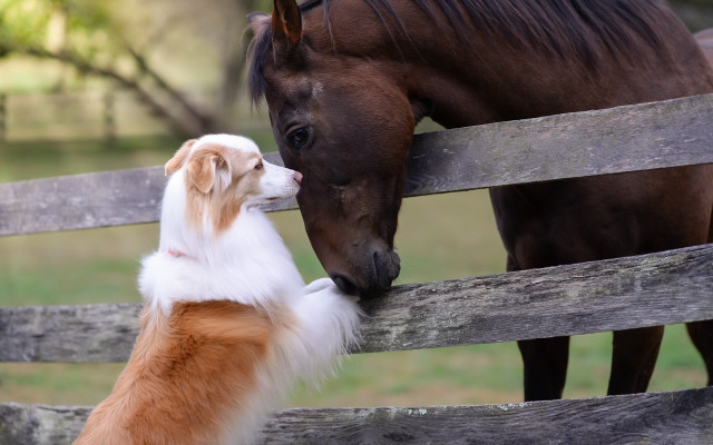 Dog horse nose touch fence free wallpaper - medium preview image