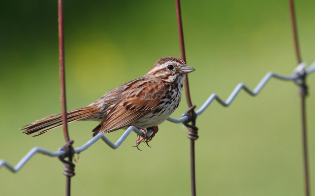 Small bird perched wire fence free wallpaper - medium preview image