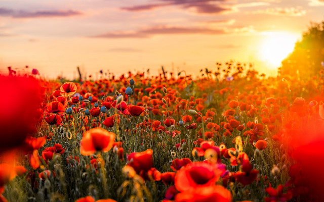Red flowers sunset clouds autumn free wallpaper - medium preview image