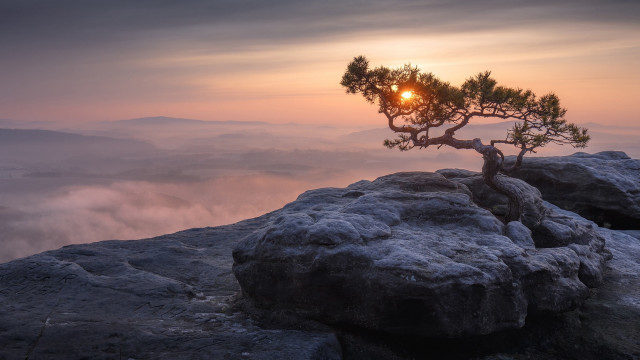 Lone pine rocky cliff sunset free wallpaper - medium preview image