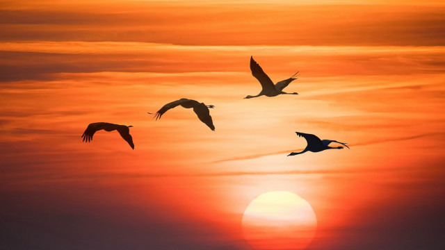 Birds sunset ocean flock moon free wallpaper - medium preview image
