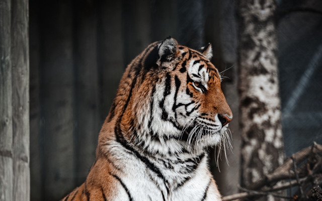Tiger shade tree zoo blurry free wallpaper - medium preview image