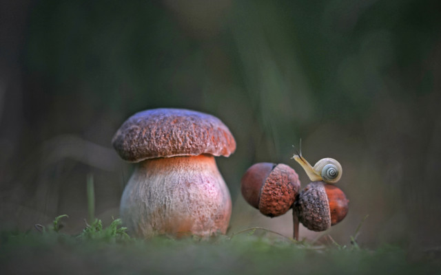 Mushrooms greenfield forest grass microscopic free wallpaper - medium preview image