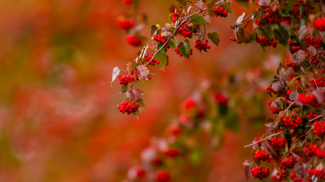 Branch red berries autumn blurry free wallpaper - medium preview image