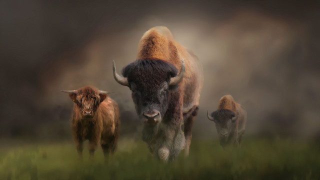 Bison herd green field forest free wallpaper - medium preview image
