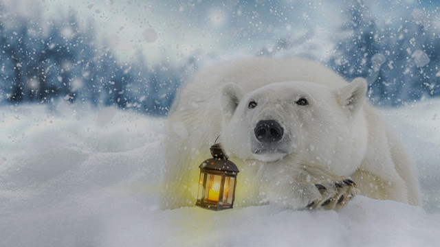Polar bear snow lantern magic free wallpaper - medium preview image
