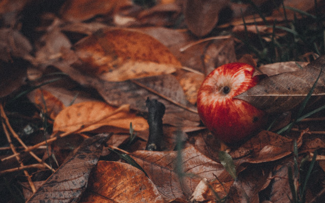 Red apple bite leaves woods free wallpaper - medium preview image
