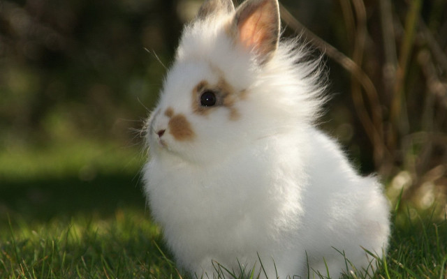 White rabbit grass blurry background free wallpaper - medium preview image