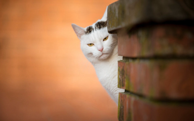 White cat peeking brick wall free wallpaper - medium preview image