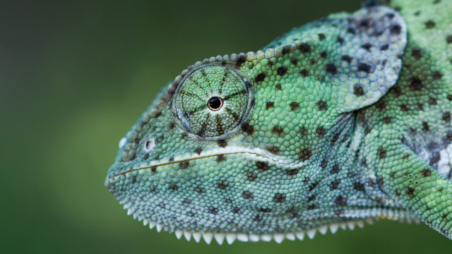 Green chameleon branch macro blurry free wallpaper - medium preview image