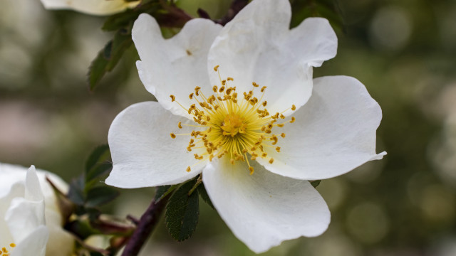 White flower yellow stamens green free wallpaper - medium preview image