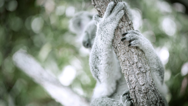 Koala climbing tree australian tonalism free wallpaper - medium preview image