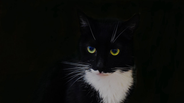 Black white cat yellow eyes #18 free wallpaper - medium preview image