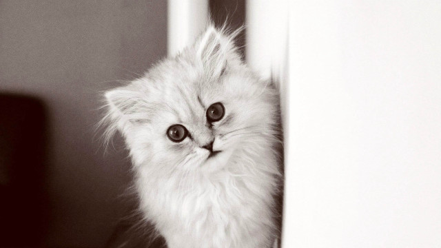 White kitten black eye sad free wallpaper - medium preview image