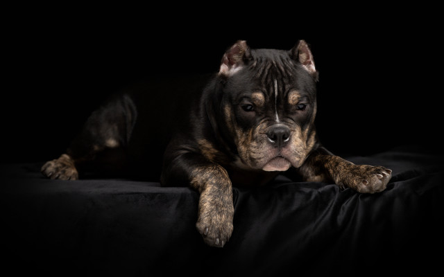 Dog laying black surface head free wallpaper - medium preview image