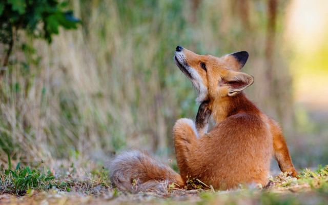 Small fox sitting grass looking free wallpaper - medium preview image