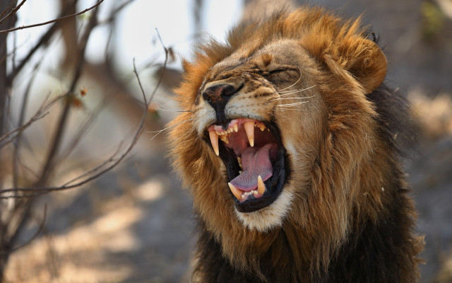 Lion open mouth wildlife photo free wallpaper - medium preview image