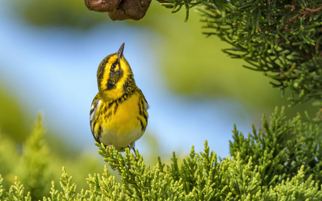 Yellow bird perched branch seed free wallpaper - medium preview image