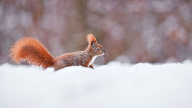 Squirrel snowy background nature award free wallpaper - medium preview image