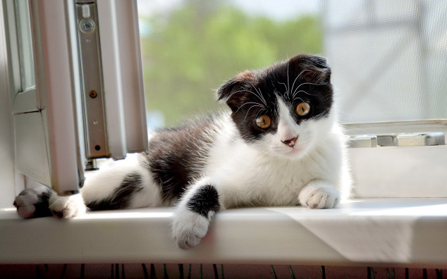Black white cat window sill free wallpaper - medium preview image