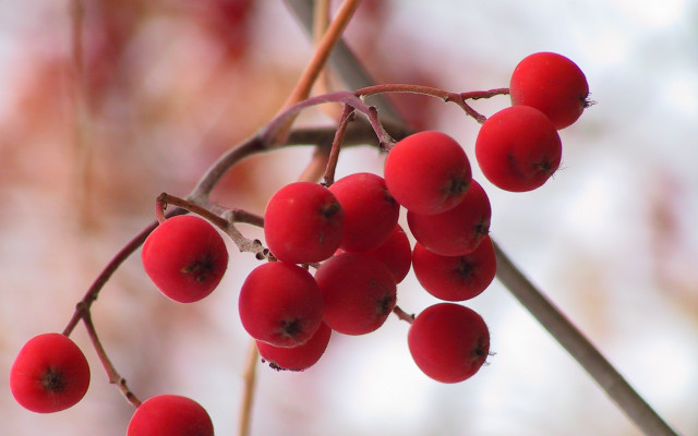 Berries leaves blurry background macro free wallpaper - medium preview image
