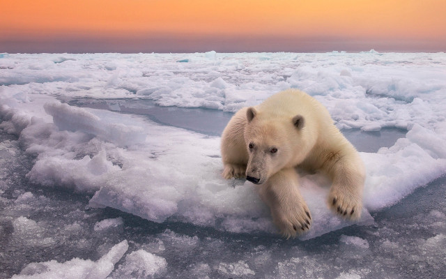 Polar bear ice floe sunset free wallpaper - medium preview image