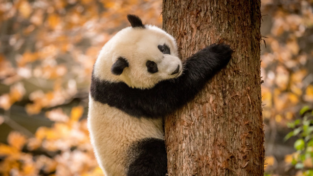 Panda climbing tree autumn leaves free wallpaper - medium preview image