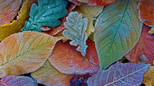 Frosty leaves autumn ecological art free wallpaper - medium preview image