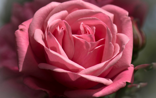 Pink rose vase flowers blurry free wallpaper - medium preview image