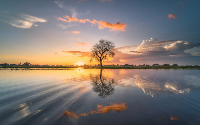 Tree lake sunset reflection clouds free wallpaper - medium preview image