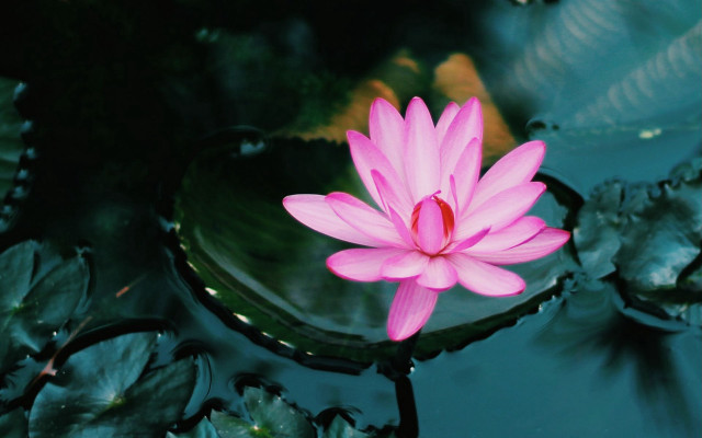 Pink flower floating pond lilies free wallpaper - medium preview image