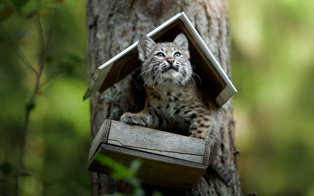 Small kitten birdhouse woods portrait free wallpaper - medium preview image