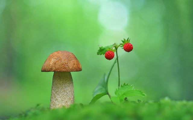 Mushroom strawberry plant leaf grass free wallpaper - medium preview image